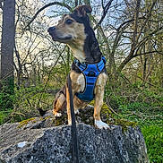 Django participe au concours pour gagner de l'argent avec cette photo : dog, blue_harness, rock, forest, trees, greenery, moss, leash, outdoor, nature, canine, animal, alert, sitting, daylight, scenic, wildlife, pet, fur, ears
