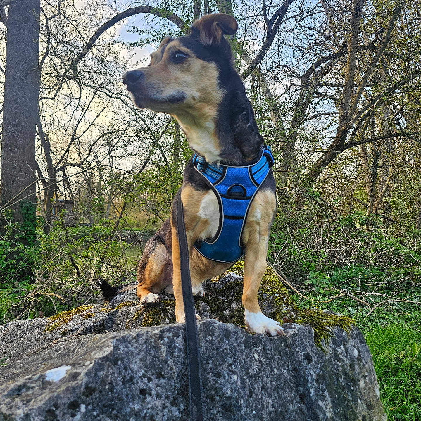 Django