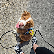 Bounty a rejoint le concours — aidez-le/la à gagner de superbes lots ! dog, puppy, happy, smiling, outdoor, pavement, leash, harness, footwear, sneakers, person, legs, black_leggings, brown_fur, white_fur, tongue_out, sunlight, shadow, pet, cute