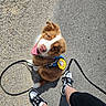 dog, puppy, happy, smiling, outdoor, pavement, leash, harness, footwear, sneakers, person, legs, black_leggings, brown_fur, white_fur, tongue_out, sunlight, shadow, pet, cute