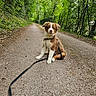 dog, puppy, leash, path, forest, trees, greenery, nature, outdoor, cute, animal, pet, sitting, young, fur, collar, trail, walk, peaceful, leaf