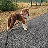 dog, leash, gravel_path, outdoor, fence, greenery, grass, tree, sky, pet, animal, brown, white, canine, walking, nature, daytime, tongue_out, standing, happy