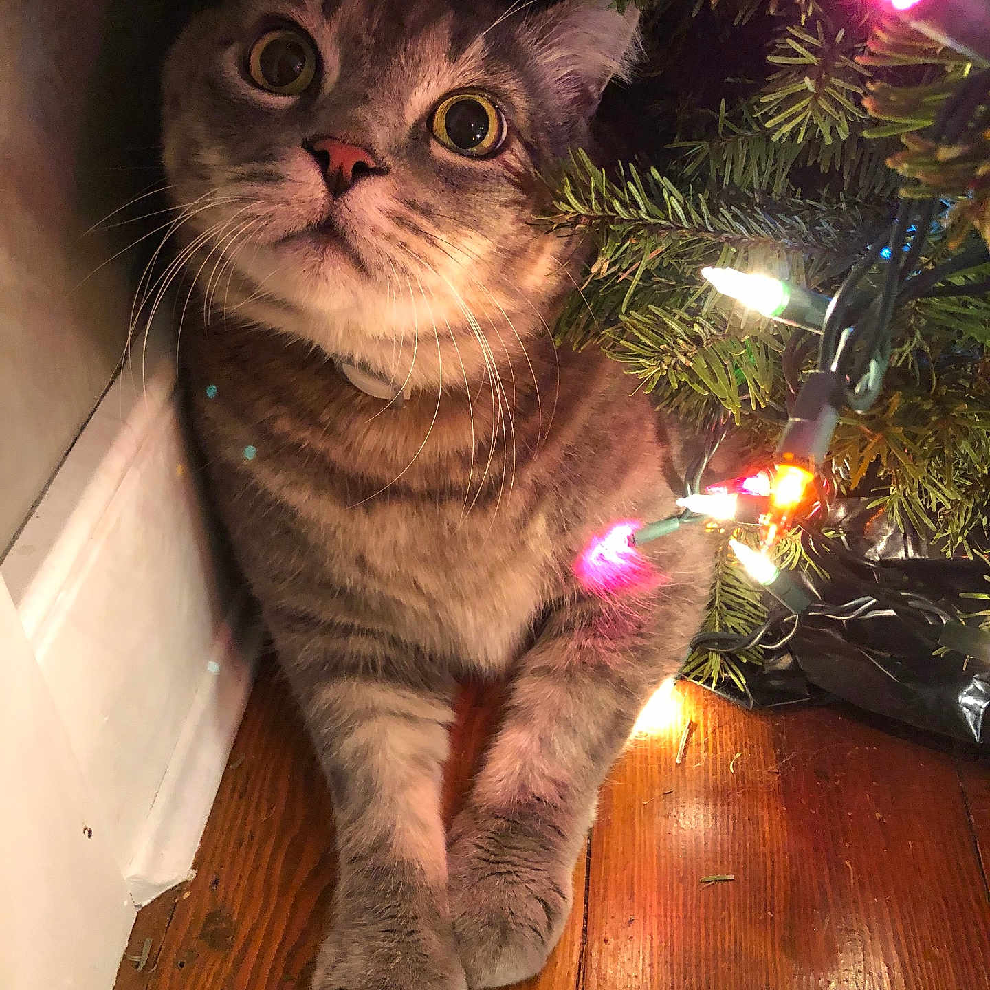 Mobey is registered to the contest to win money with this photo: cat, tabby, christmas_tree, christmas_lights, wooden_floor, holiday, festive, pet, animal, indoor, curious, cute, whiskers, paws, greenery, decorations, cozy, bright, colorful, cute_pet