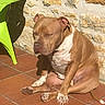 dog, brown, white, sitting, sunlight, terracotta_floor, stone_wall, green_chair, outdoor, pet, relaxed, eyes_closed, sunny, domestic_animal, paw, short_fur, calm, nature, daylight, resting