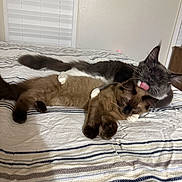 Cosmo And Huck Finn joined the competition — help win amazing prizes! cat, feline, pet, bed, striped_bedspread, indoor, sleeping, licking, grooming, cozy, tabby, domestic_cat, fur, whiskers, ears, tail, relaxed, cute, companion, affection