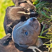 Boston participe au concours pour gagner de l'argent avec cette photo : puppy, dog, grass, close_up, blue_eye, fur, sleeping, outdoors, nature, group, head, muzzle, whiskers, sunlight, daytime, cute, pile, lawn, young_animal, portrait