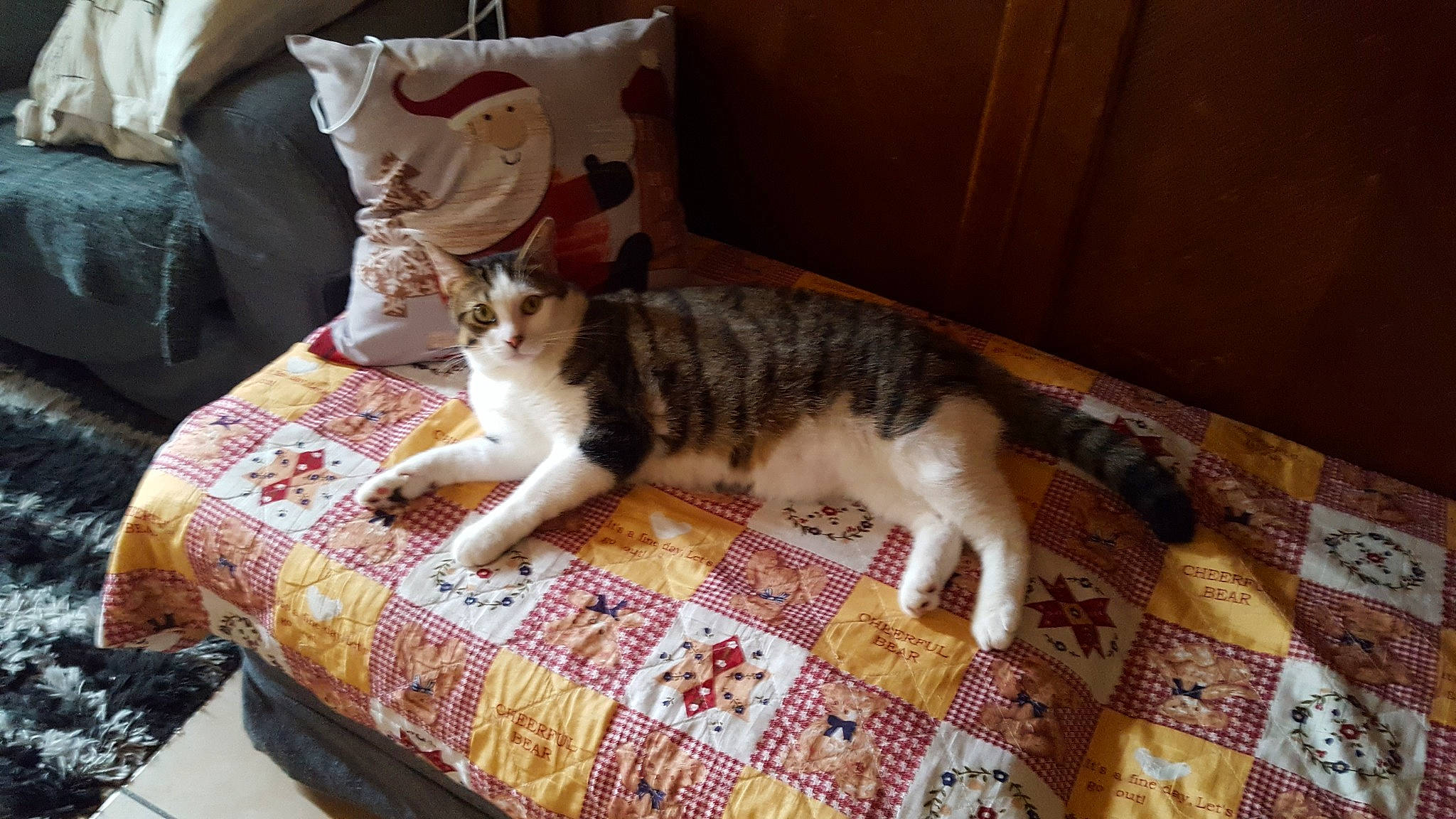 Arizona a rejoint le concours — aidez-le/la à gagner de superbes lots ! american_shorthair, carnivore, cat, domestic_short_haired_cat, dragon_li, european_shorthair, fawn, felidae, kitten, small_to_medium_sized_cats, tail, whiskers