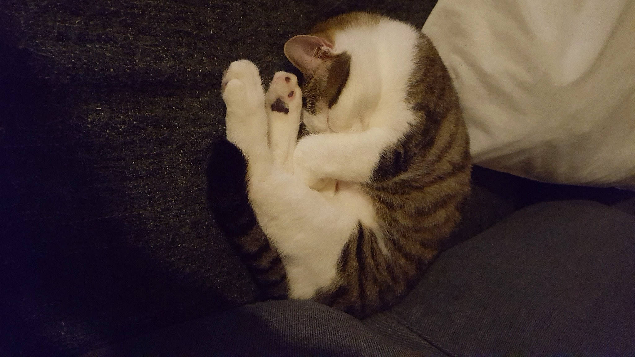 Arizona a rejoint le concours — aidez-le/la à gagner de superbes lots ! american_wirehair, carnivore, cat, domestic_short_haired_cat, ear, european_shorthair, felidae, fur, kitten, mammal, paw, small_to_medium_sized_cats, tail, whiskers