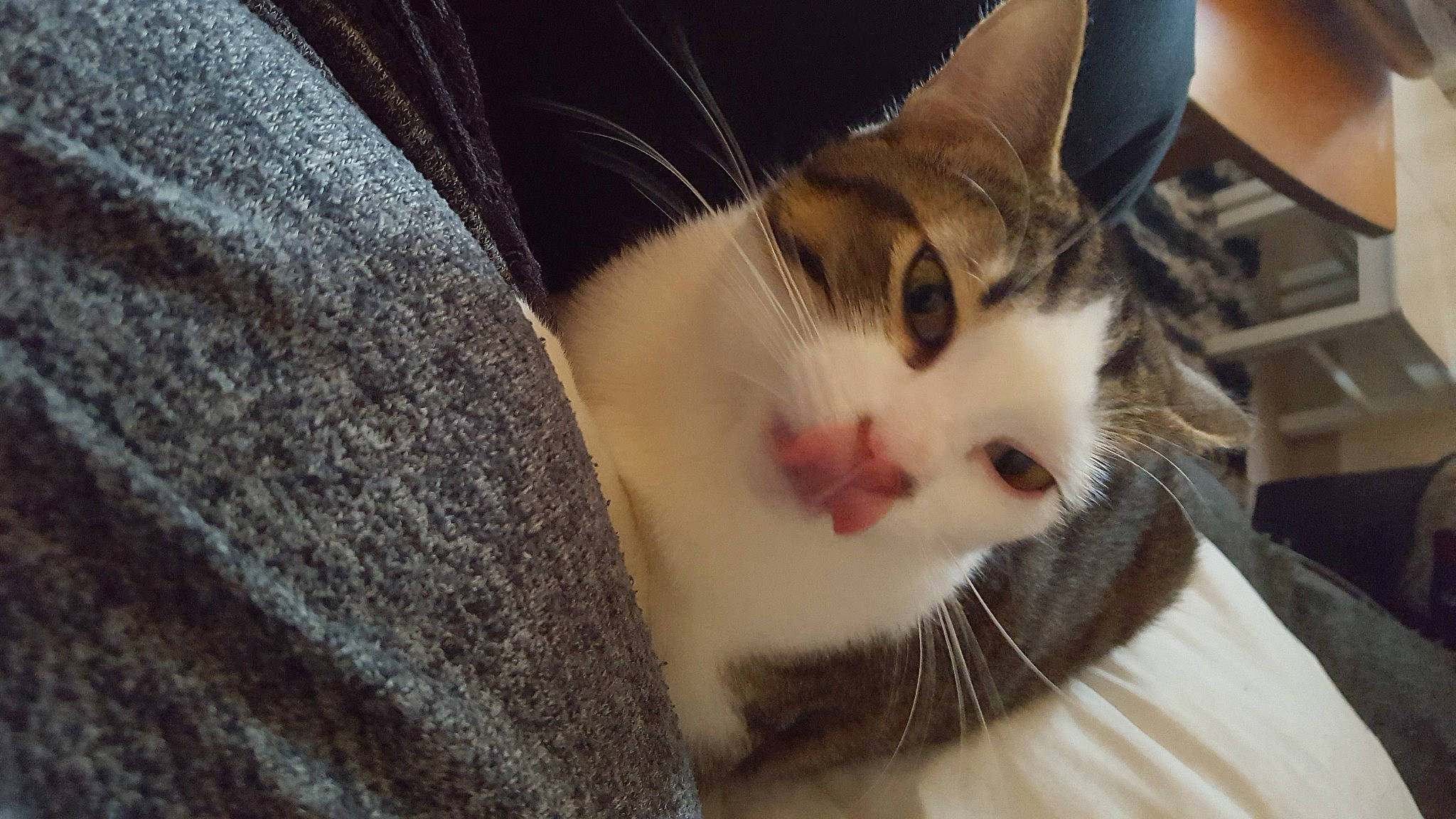 Arizona participe au concours pour gagner de l'argent avec cette photo : aegean_cat, american_wirehair, asian, carnivore, cat, domestic_short_haired_cat, ear, european_shorthair, eye, fawn, felidae, fur, kitten, nose, ojos_azules, singapura, small_to_medium_sized_cats, snout, turkish_van, whiskers