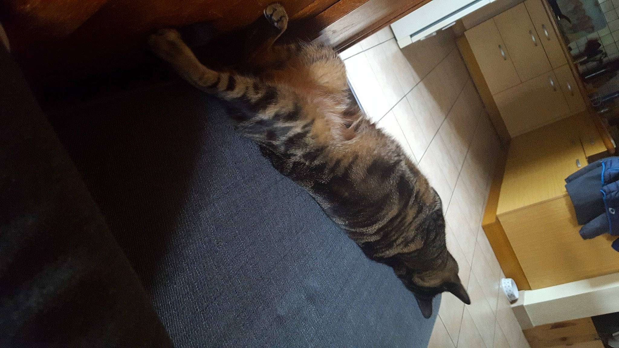 Dakota participe au concours pour gagner de l'argent avec cette photo : bengal, carnivore, cat, domestic_short_haired_cat, european_shorthair, fawn, felidae, fur, small_to_medium_sized_cats, tabby_cat, tail, toyger, whiskers, wood