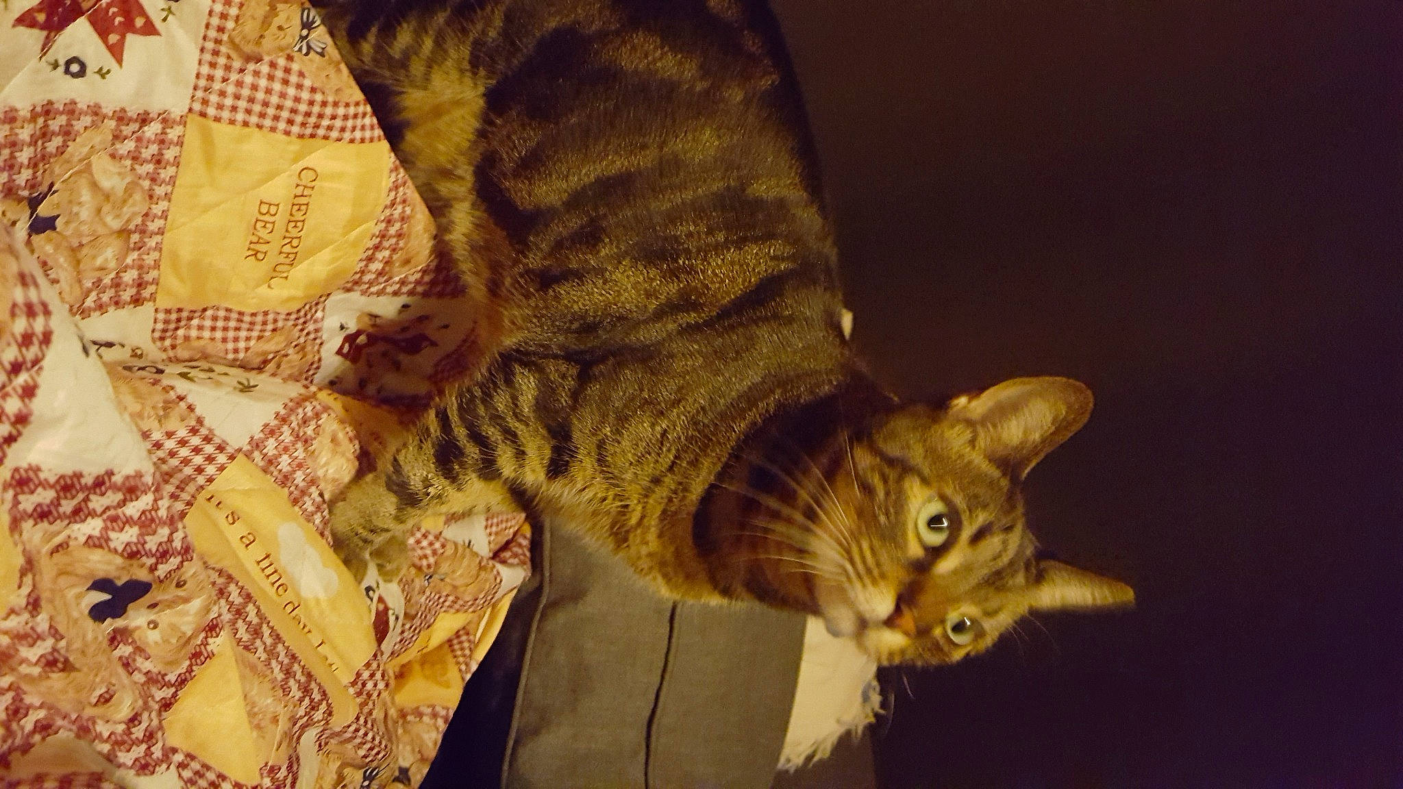 Dakota participe au concours pour gagner de l'argent avec cette photo : asian, bengal, california_spangled, carnivore, cat, chausie, domestic_short_haired_cat, dragon_li, european_shorthair, fawn, felidae, fur, kitten, ocicat, pixie_bob, small_to_medium_sized_cats, tabby_cat, toyger, whiskers, yellow