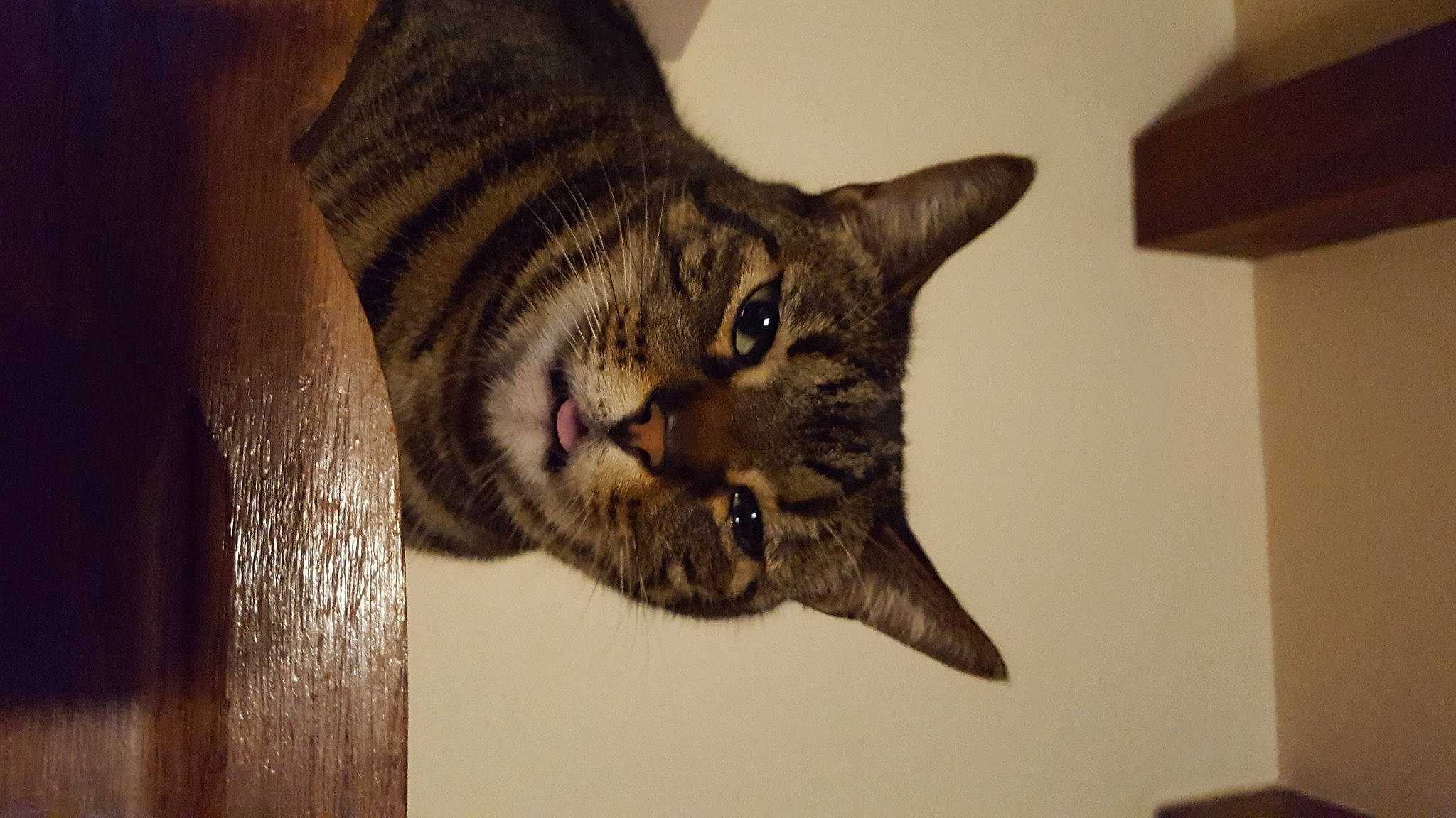 Dakota participe au concours pour gagner de l'argent avec cette photo : american_shorthair, asian, california_spangled, carnivore, cat, domestic_short_haired_cat, dragon_li, egyptian_mau, european_shorthair, eye, felidae, fur, mammal, ocicat, pixie_bob, small_to_medium_sized_cats, snout, tabby_cat, toyger, whiskers