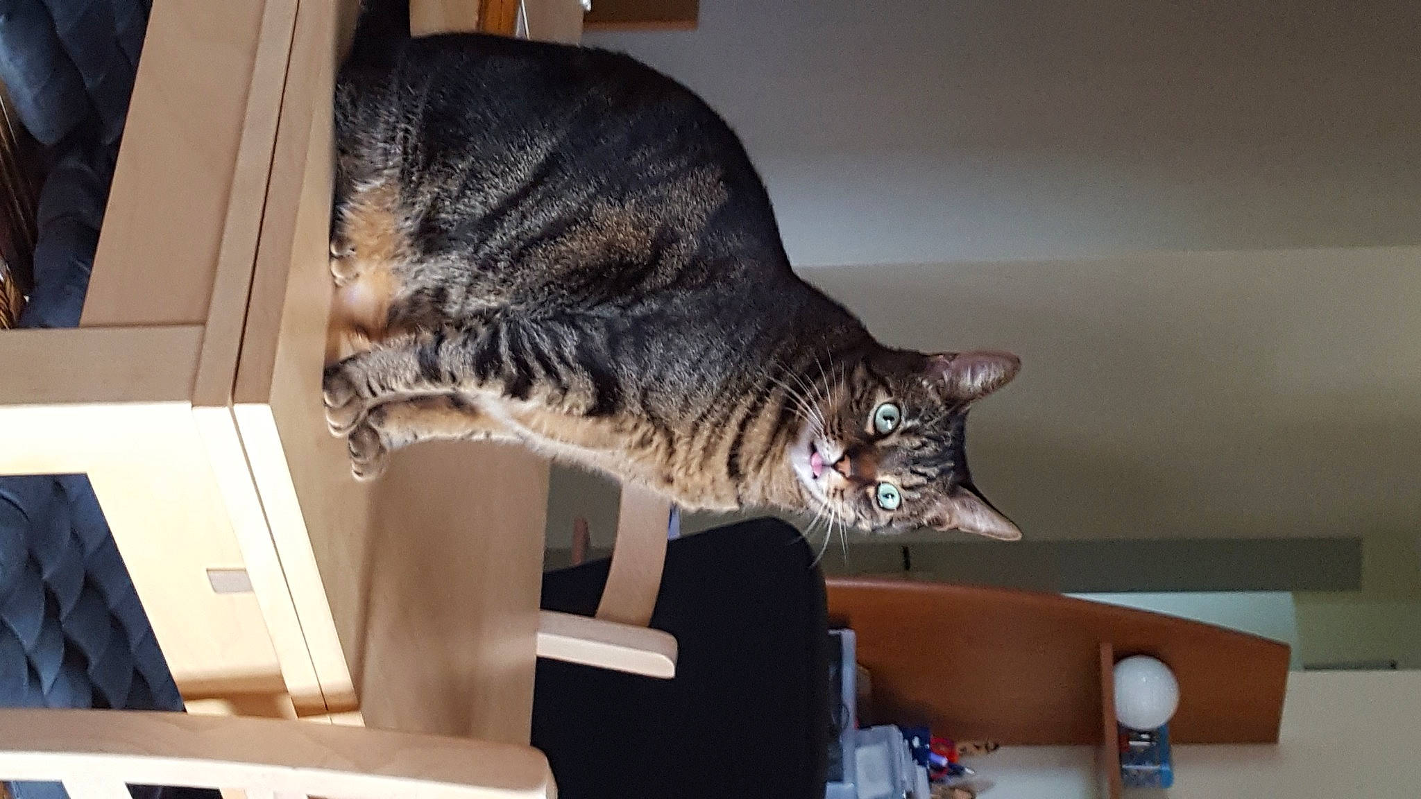 Dakota a rejoint le concours — aidez-le/la à gagner de superbes lots ! asian, california_spangled, carnivore, cat, domestic_short_haired_cat, dragon_li, european_shorthair, felidae, mammal, ocicat, pixie_bob, small_to_medium_sized_cats, tabby_cat, whiskers