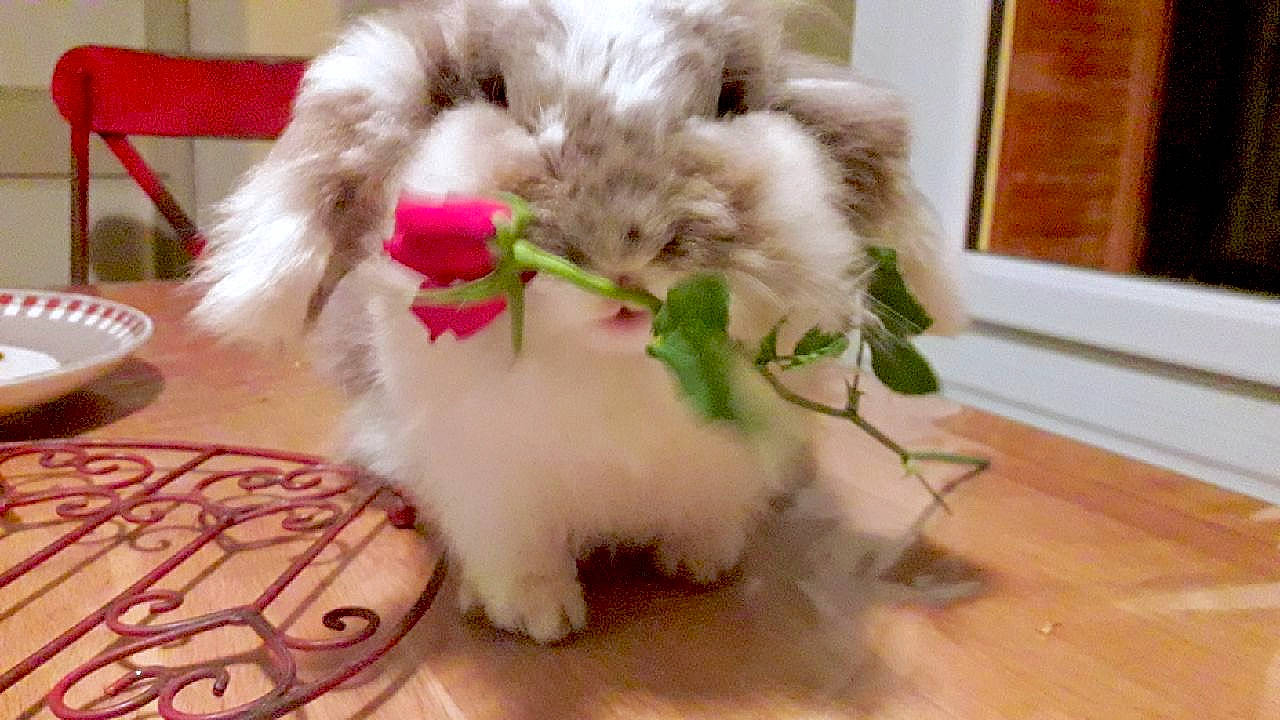 Pinpin participe au concours pour gagner de l'argent avec cette photo : angora_rabbit, cat, ear, felidae, fur, persian, plant, plush, rabbit, rabbits_and_hares, small_to_medium_sized_cats, whiskers