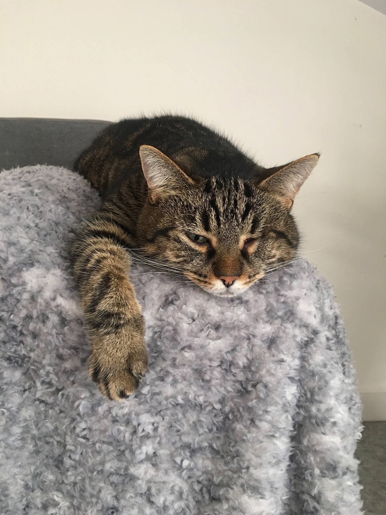 Patoune participe au concours pour gagner de l'argent avec cette photo : american_shorthair, asian, california_spangled, carnivore, cat, domestic_short_haired_cat, dragon_li, egyptian_mau, european_shorthair, felidae, fur, kitten, ocicat, pixie_bob, sleep, small_to_medium_sized_cats, snout, tabby_cat, whiskers, wild_cat