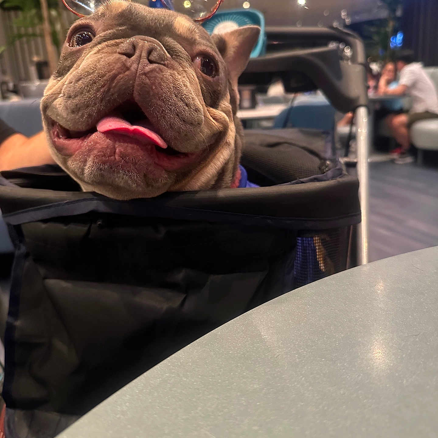 Archie joined the competition — help win amazing prizes! accessories, adult, animal, bag, bulldog, canine, clothing, computerhardware, dog, electronics, footwear, frenchbulldog, glasses, handbag, hardware, male, man, person, pet, shoe