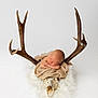 baby, newborn, antlers, deer_skull, blanket, fur, sleeping, wrapped, animal_skull, white_background, studio, portrait, peaceful, resting, nature, contrast, soft_texture, brown, beige, infant