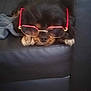 dog, glasses, black_leather, couch, sleepy, pet, animal, red_frames, fur, resting, indoors, cute, wearing, face, nose, ears, relaxed, companion, domestic, mammal