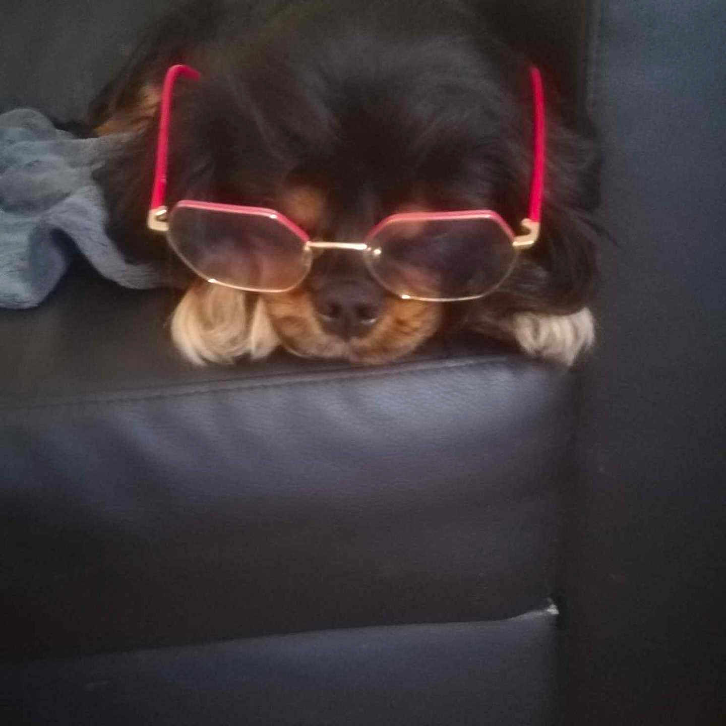 Bella a rejoint le concours — aidez-le/la à gagner de superbes lots ! animal, black_leather, companion, couch, cute, dog, domestic, ears, face, fur, glasses, indoors, mammal, nose, pet, red_frames, relaxed, resting, sleepy, wearing