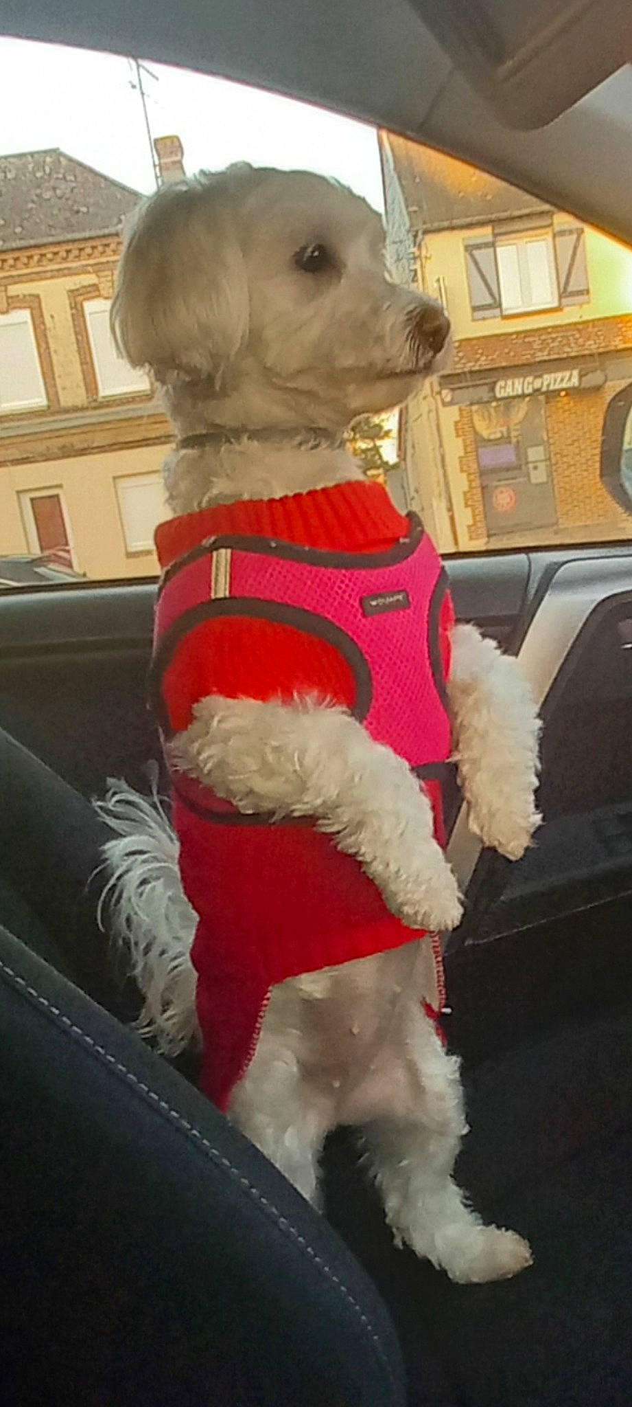Foffy participe au concours pour gagner de l'argent avec cette photo : carnivore, collar, companion_dog, dog, dog_breed, dog_clothes, dog_collar, dog_supply, event, fawn, fur, hat, leash, pet_supply, santa_claus, snout, sporting_group, stuffed_toy, window, working_animal