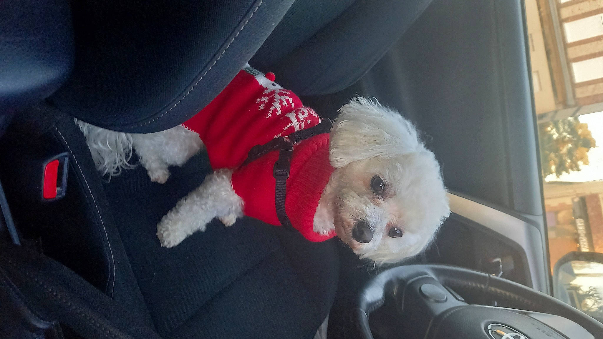 Ollie a rejoint le concours — aidez-le/la à gagner de superbes lots ! auto_part, automotive_exterior, car_seat, car_seat_cover, carmine, carnivore, companion_dog, dog, dog_breed, dog_clothes, dog_supply, family_car, fur, human_leg, seat_belt, snout, sporting_group, stuffed_toy, toy_dog, vehicle_door