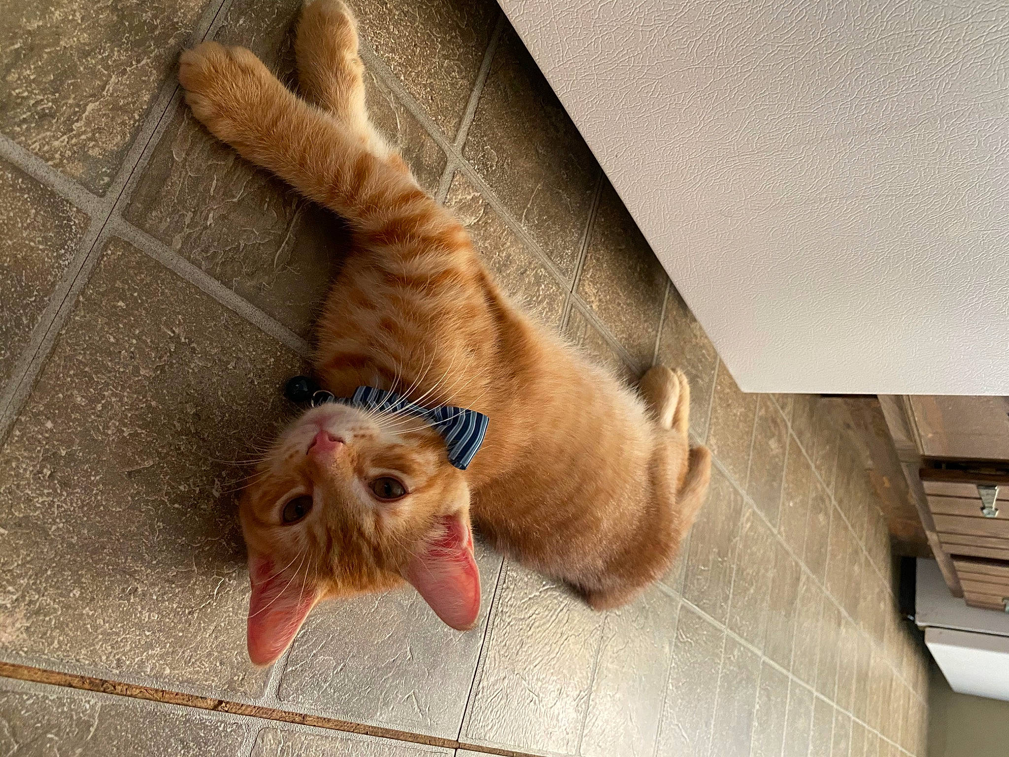 Harley joined the competition — help win amazing prizes! canidae, carnivore, cat, dachshund, dog, fawn, felidae, floor, fur, nose, paw, puppy, small_to_medium_sized_cats, snout, spinone_italiano, sporting_group, tail