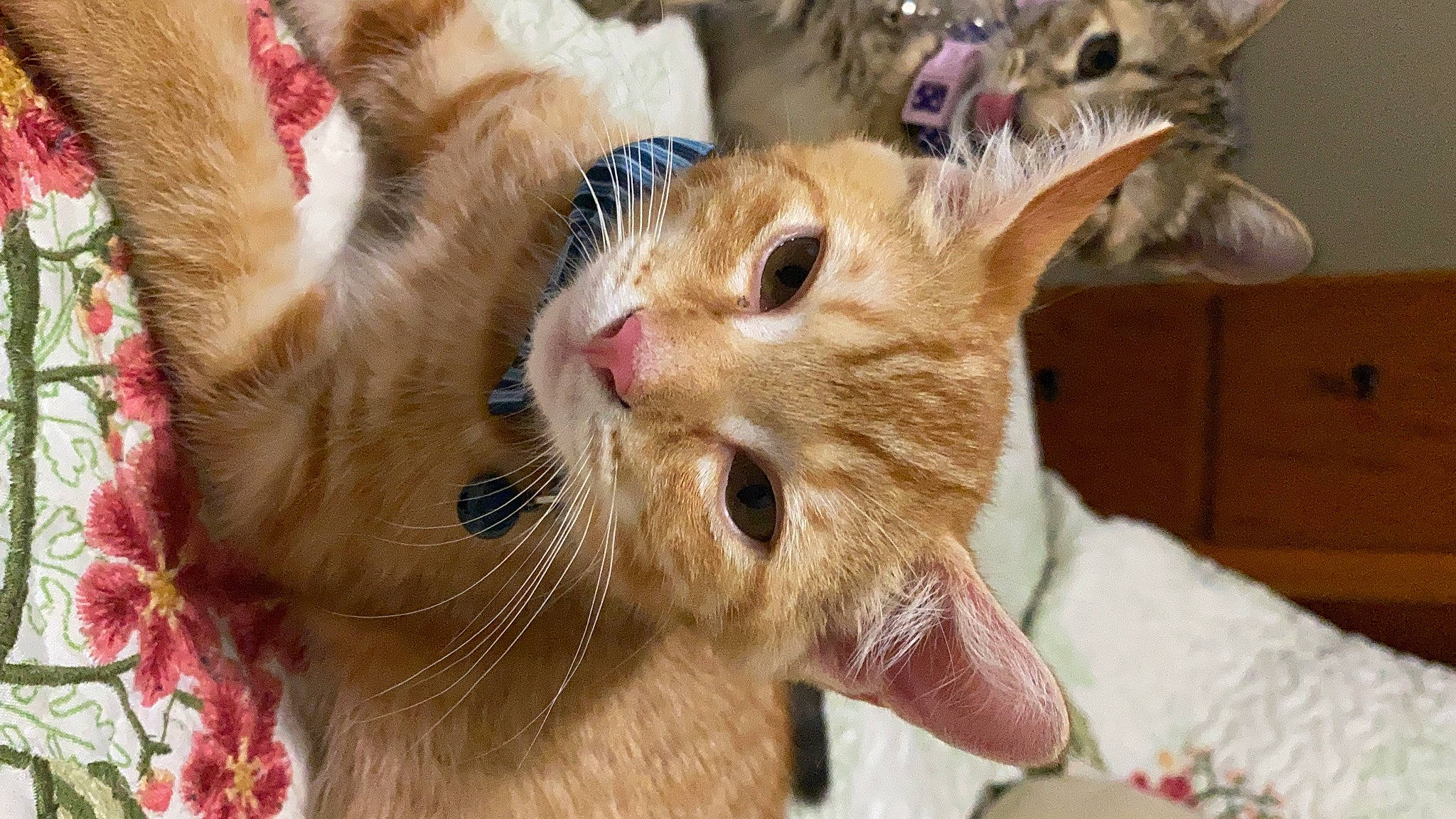 Harley joined the competition — help win amazing prizes! american_curl, asian, carnivore, cat, european_shorthair, fawn, felidae, german_rex, kitten, mammal, oriental_longhair, oriental_shorthair, paw, polydactyl_cat, singapura, small_to_medium_sized_cats, snout, tabby_cat, vertebrate, whiskers