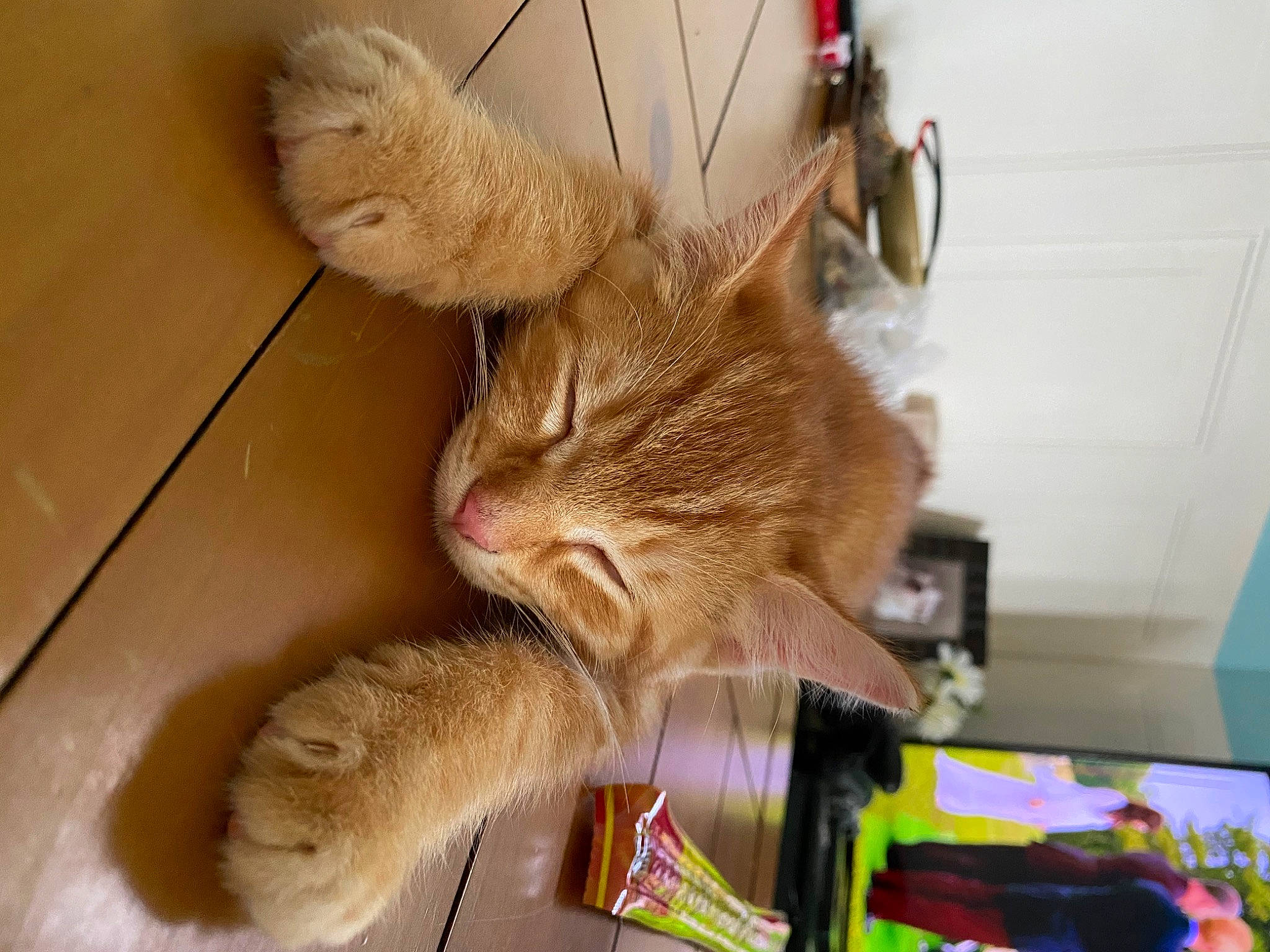 Harley is registered to the contest to win money with this photo: asian, carnivore, cat, claw, domestic_short_haired_cat, european_shorthair, fawn, felidae, fur, paw, polydactyl_cat, small_to_medium_sized_cats, snout, somali, tabby_cat, tail, whiskers