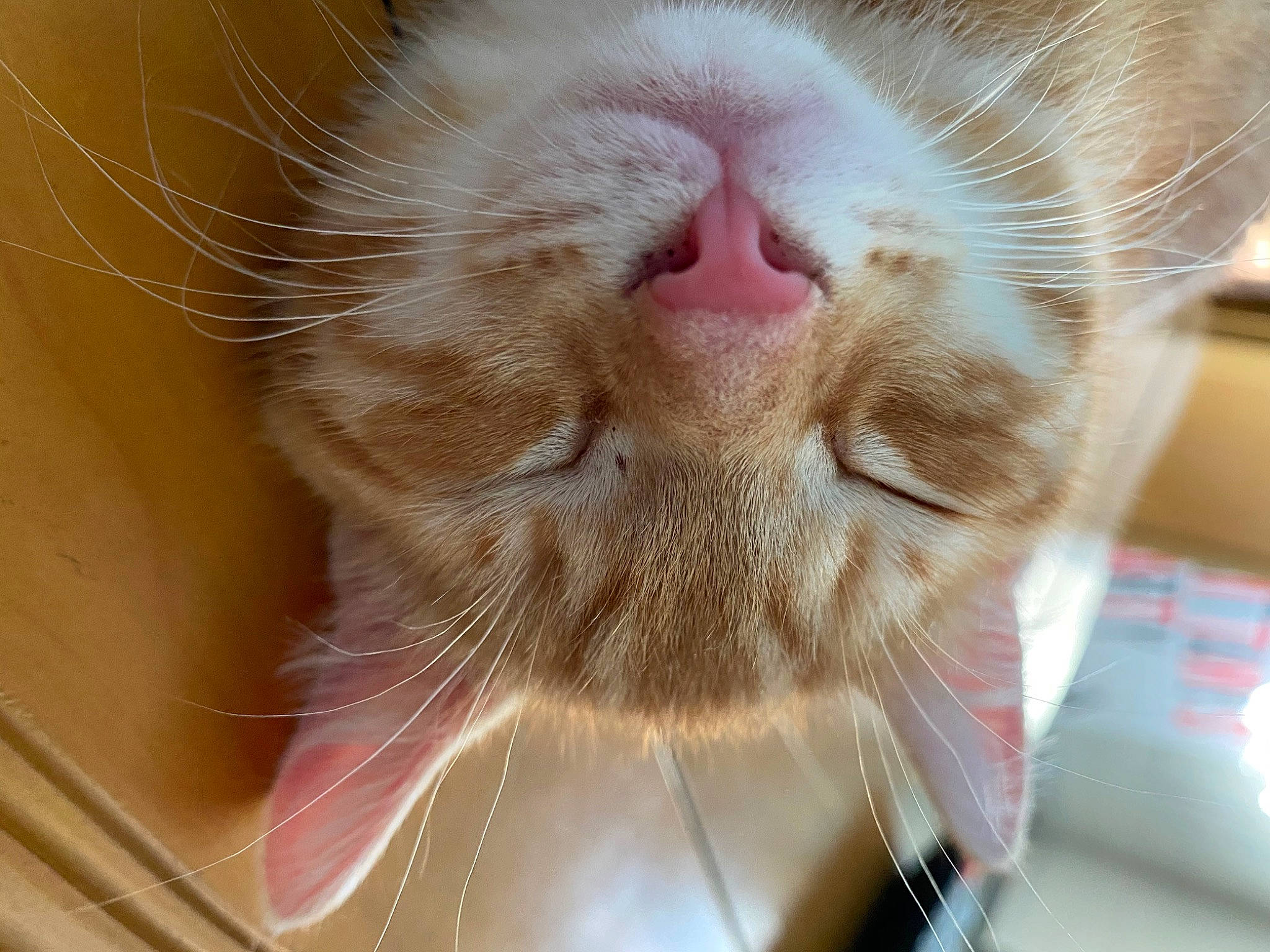 Harley is registered to the contest to win money with this photo: carnivore, cat, close_up, ear, eye, facial_expression, fawn, felidae, fur, kitten, mouth, nose, photography, skin, small_to_medium_sized_cats, snout, tabby_cat, tongue, whiskers, yawn