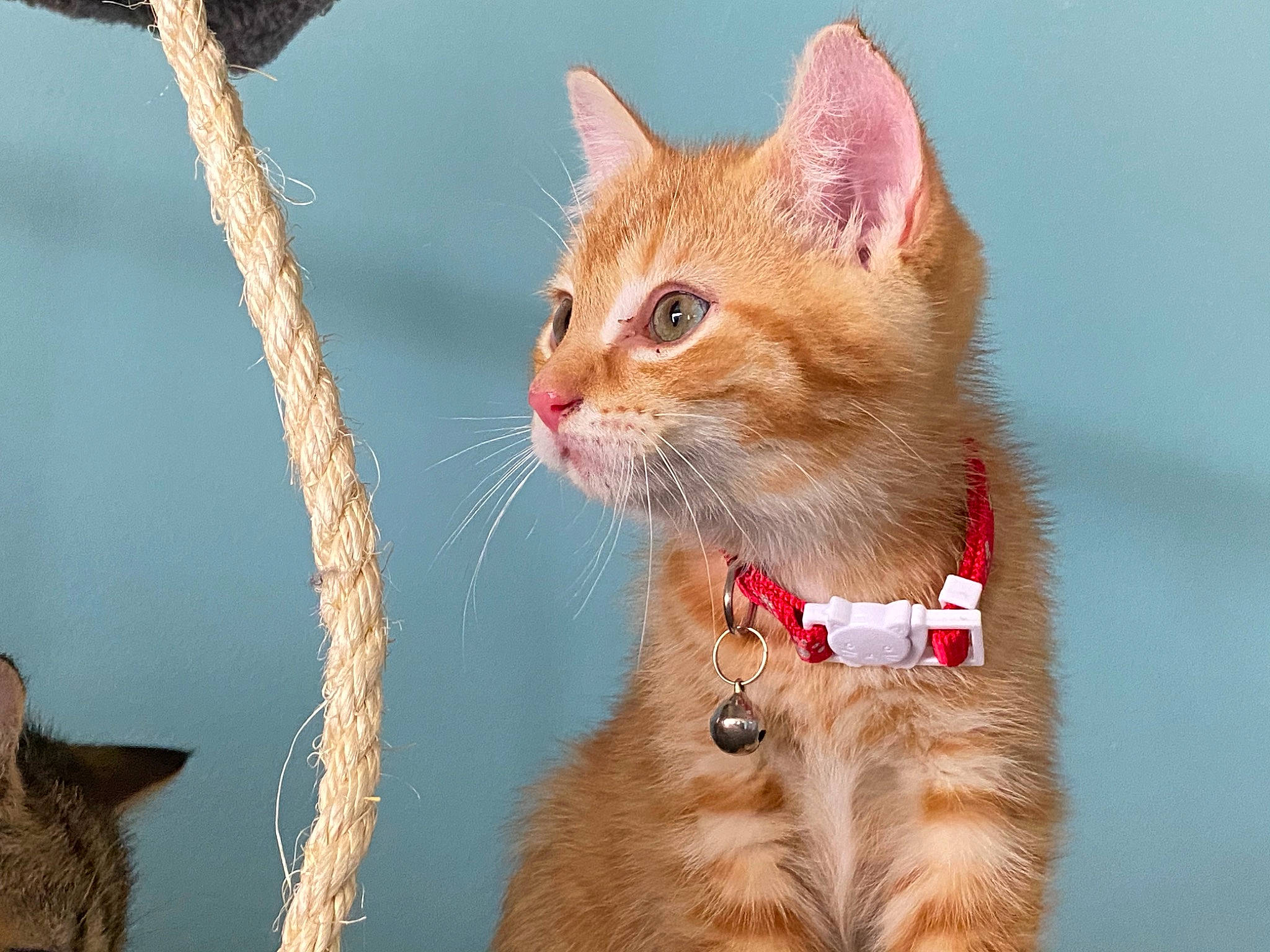 Harley joined the competition — help win amazing prizes! aegean_cat, asian, carnivore, cat, domestic_short_haired_cat, european_shorthair, fawn, felidae, fur, german_rex, kitten, mammal, ojos_azules, organism, small_to_medium_sized_cats, snout, somali, tabby_cat, tail, whiskers