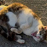 Denzel is registered to the contest to win money with this photo: animal, cat, closeup, feline, fur_texture, lying_down, mouth_open, outdoor, pavement, paws, pet, playful, portrait, shadow, sunlight, tabby, tongue, whiskers, white_fur, yawning