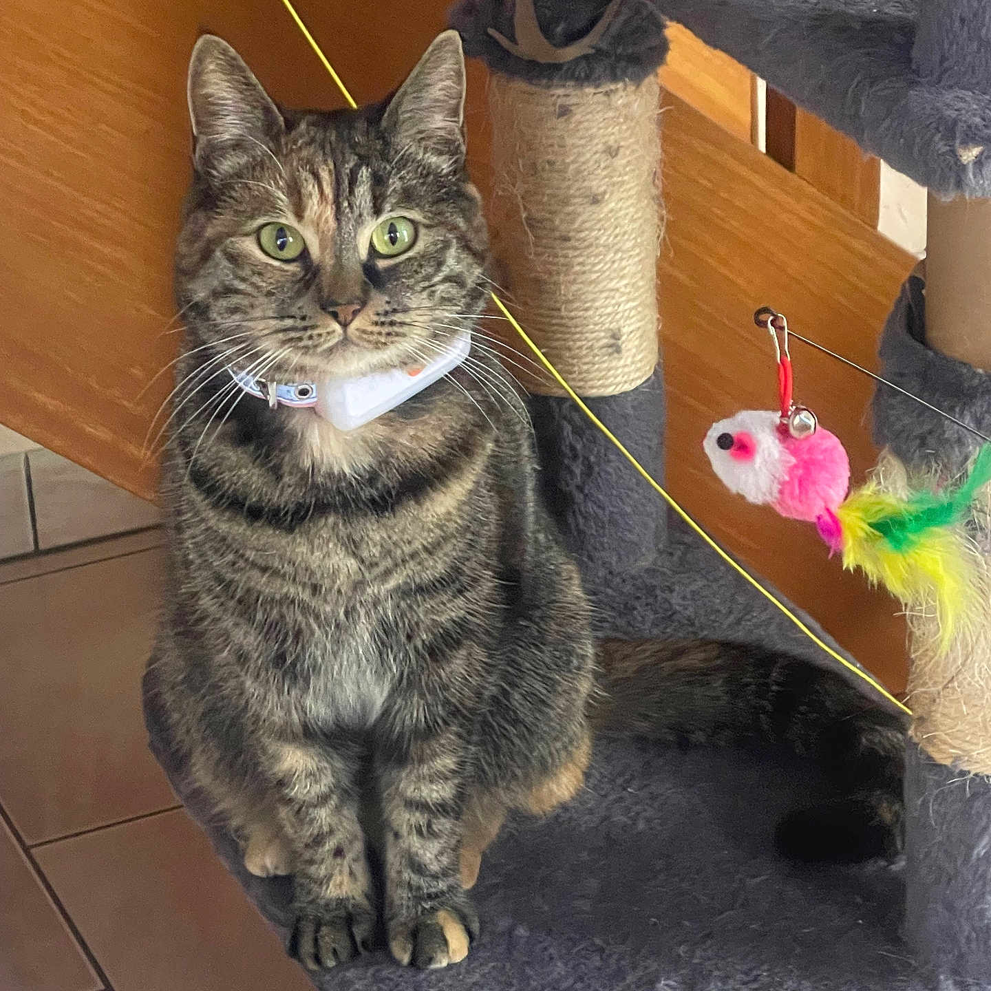 éclypse a rejoint le concours — aidez-le/la à gagner de superbes lots ! abyssinian, accessories, angora, animal, cat, egyptiancat, furniture, hardwood, indoors, interiordesign, kitten, leash, manx, pet, pinata, plush, slate, strap, toy, wood