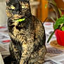 animal, blurred_background, cat, closeup, cozy, domestic, feline, flower_pot, fur, green_collar, home, indoor, pet, plant, portrait, sitting, tablecloth, tortoiseshell, whiskers, yellow_eyes