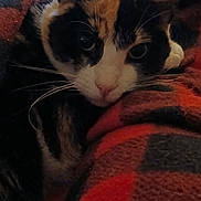 Miss Calico joined the competition — help win amazing prizes! cat, calico, blanket, indoor, cozy, feline, pet, closeup, face, ears, whiskers, fur, resting, warm, soft, comfort, animal, relaxed, domestic, sleepy