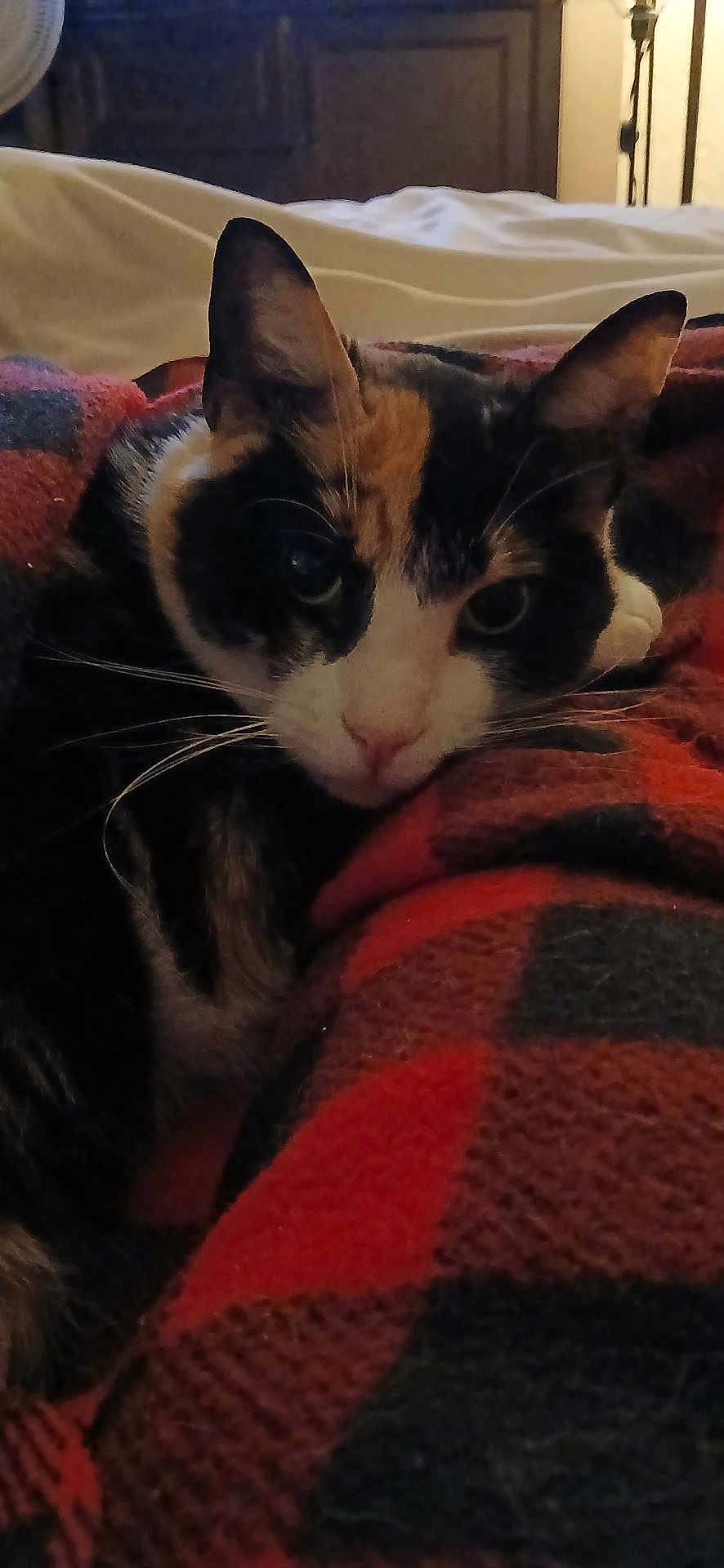 Miss Calico joined the competition — help win amazing prizes! cat, calico, blanket, indoor, cozy, feline, pet, closeup, face, ears, whiskers, fur, resting, warm, soft, comfort, animal, relaxed, domestic, sleepy