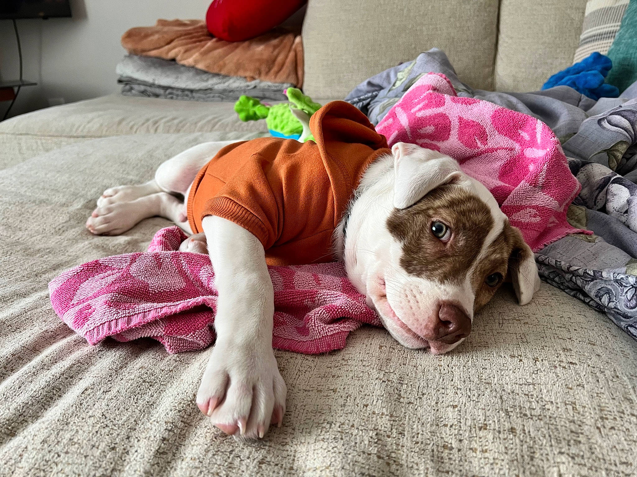 Finn is registered to the contest to win money with this photo: bed_sheet, bedding, bedtime, carnivore, comfort, companion_dog, dog, dog_breed, fawn, flooring, fur, human_leg, linens, magenta, nap, pattern, pillow, pink, throw_pillow, working_animal