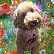 Sadie is registered to the contest to win money with this photo: adorable, animal, background, bandana, canine, closeup, colorful, cute, dog, flower_garden, fluffy, fur, greenery, head_tilt, nature, outdoor, pet, pink_feather, portrait, summer