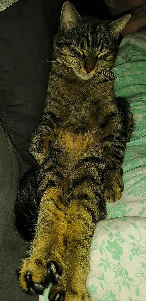 Coyote a rejoint le concours — aidez-le/la à gagner de superbes lots ! carnivore, cat, claw, domestic_short_haired_cat, eye, felidae, fur, gesture, paw, sitting, small_to_medium_sized_cats, snout, tail, terrestrial_animal, tree, whiskers, wildlife