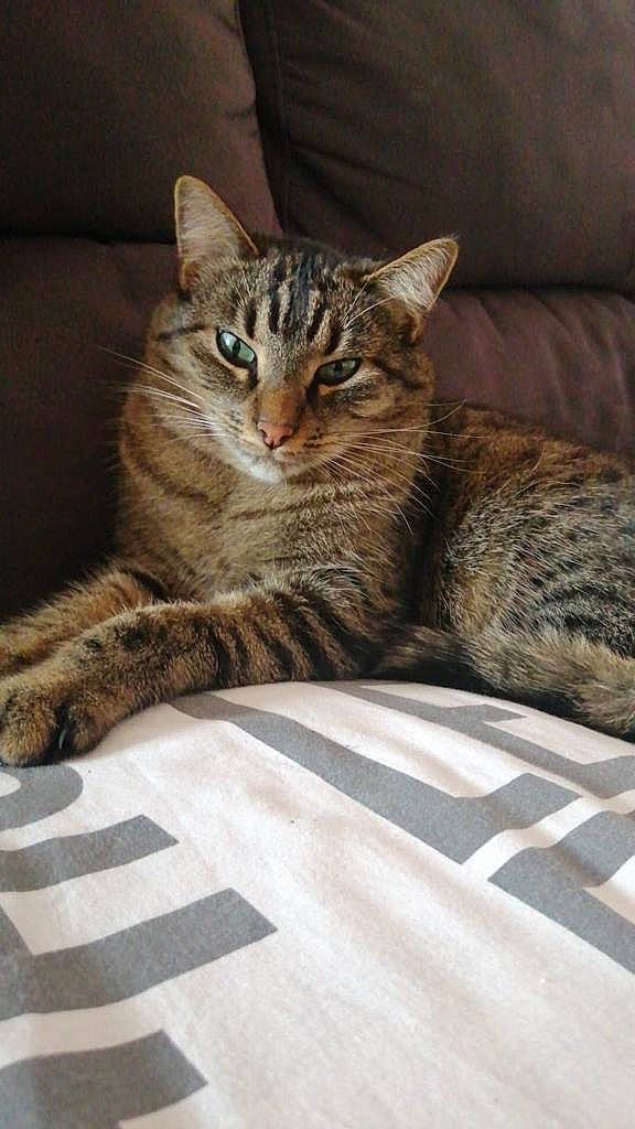 Coyote a rejoint le concours — aidez-le/la à gagner de superbes lots ! carnivore, cat, claw, comfort, domestic_short_haired_cat, eye, felidae, fur, grey, linens, paw, sitting, small_to_medium_sized_cats, snout, tail, terrestrial_animal, tree, whiskers, wildlife