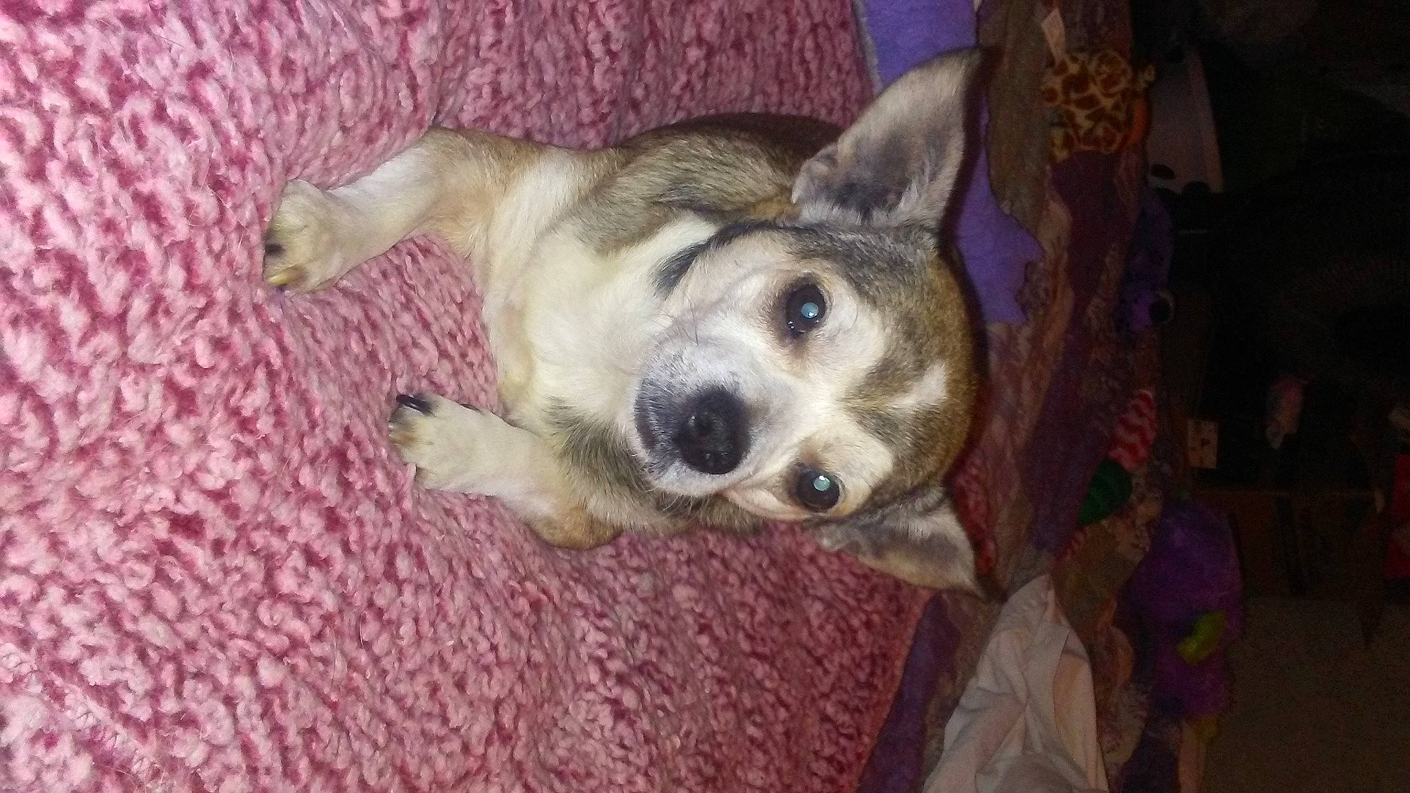 Scrappy is registered to the contest to win money with this photo: canidae, carnivore, corgi_chihuahua, dog, dog_breed, fawn, feist, mammal, norwegian_lundehund, pembroke_welsh_corgi, puppy, rare_breed_dog, rat_terrier, snout, teddy_roosevelt_terrier, vertebrate, whiskers