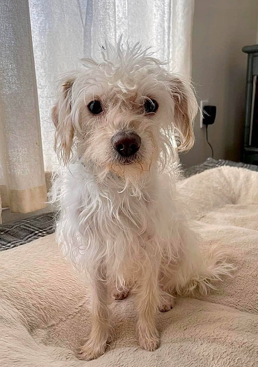 Jenos joined the competition — help win amazing prizes! biewer_terrier, canidae, carnivore, companion_dog, dog, dog_breed, dog_supply, eyewear, flooring, fur, maltepoo, non_sporting_group, puppy, small_terrier, snout, sporting_group, terrier, toy_dog, working_animal, yorkipoo