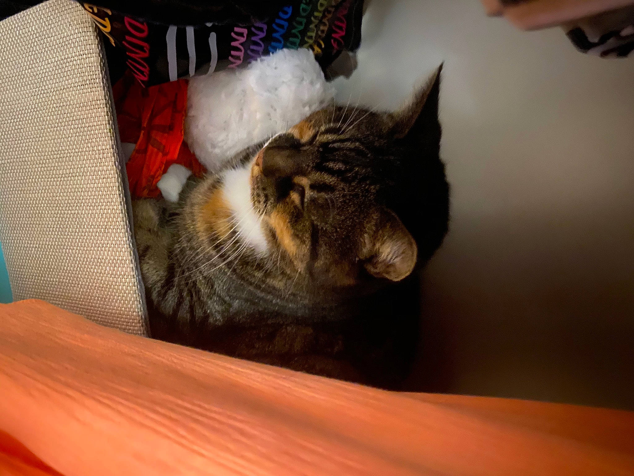 Dalia a rejoint le concours — aidez-le/la à gagner de superbes lots ! carnivore, cat, comfort, domestic_short_haired_cat, felidae, fur, nail, orange, small_to_medium_sized_cats, snout, tabby_cat, vertebrate, whiskers