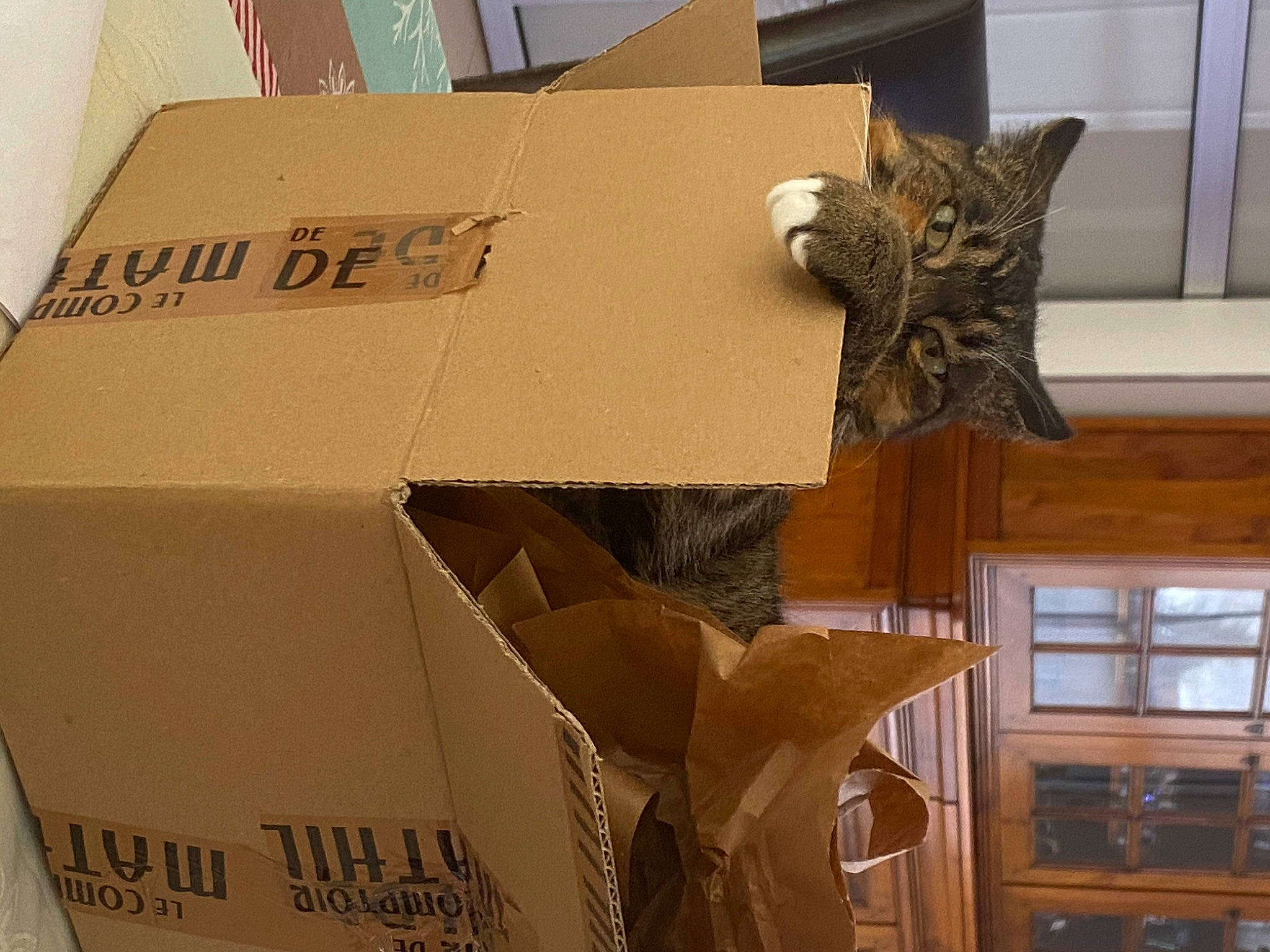 Dalia participe au concours pour gagner de l'argent avec cette photo : box, box_sealing_tape, cabinetry, cardboard, carton, great_horned_owl, material_property, moving, package_delivery, packaging_and_labeling, packing_materials, paper, paper_bag, paper_product, sculpture, shipping_box, small_to_medium_sized_cats, wood_stain