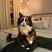 Antonetta is registered to the contest to win money with this photo: abyssinian, animal, architecture, bed, blanket, building, cat, couch, cushion, furniture, hardwood, homedecor, indoors, interiordesign, kitten, livingroom, manx, pet, room, wood