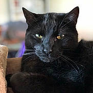 T-Bone joined the competition — help win amazing prizes! black_cat, cat, pet, animal, indoor, close_up, feline, whiskers, yellow_eyes, fur, relaxed, resting, portrait, domestic_cat, mammal, cute, cozy, soft_focus, blurred_background, ears