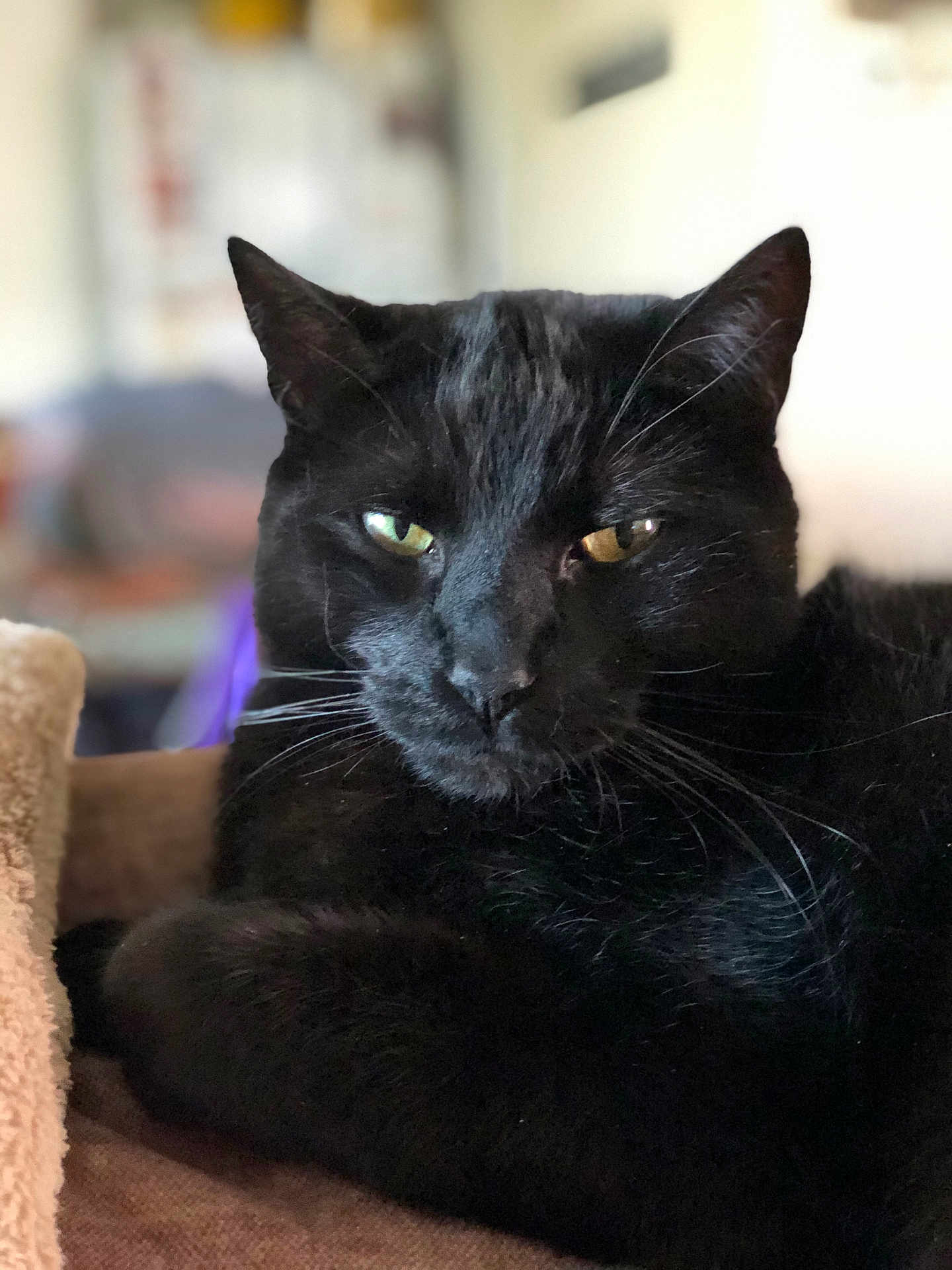 T-Bone joined the competition — help win amazing prizes! black_cat, cat, pet, animal, indoor, close_up, feline, whiskers, yellow_eyes, fur, relaxed, resting, portrait, domestic_cat, mammal, cute, cozy, soft_focus, blurred_background, ears