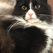 Angus is registered to the contest to win money with this photo: cat, black_and_white, fluffy, whiskers, yellow_eyes, close_up, pet, feline, indoor, blanket, fur, cute, animal, relaxed, lying_down, portrait, cozy, soft, nose, ears