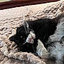 Angus is registered to the contest to win money with this photo: cat, black_and_white, fluffy, fur, whiskers, pink_nose, bed, blanket, cozy, indoor, pet, animal, sleepy, cute, resting, closeup, curious, soft, comfortable, relaxed