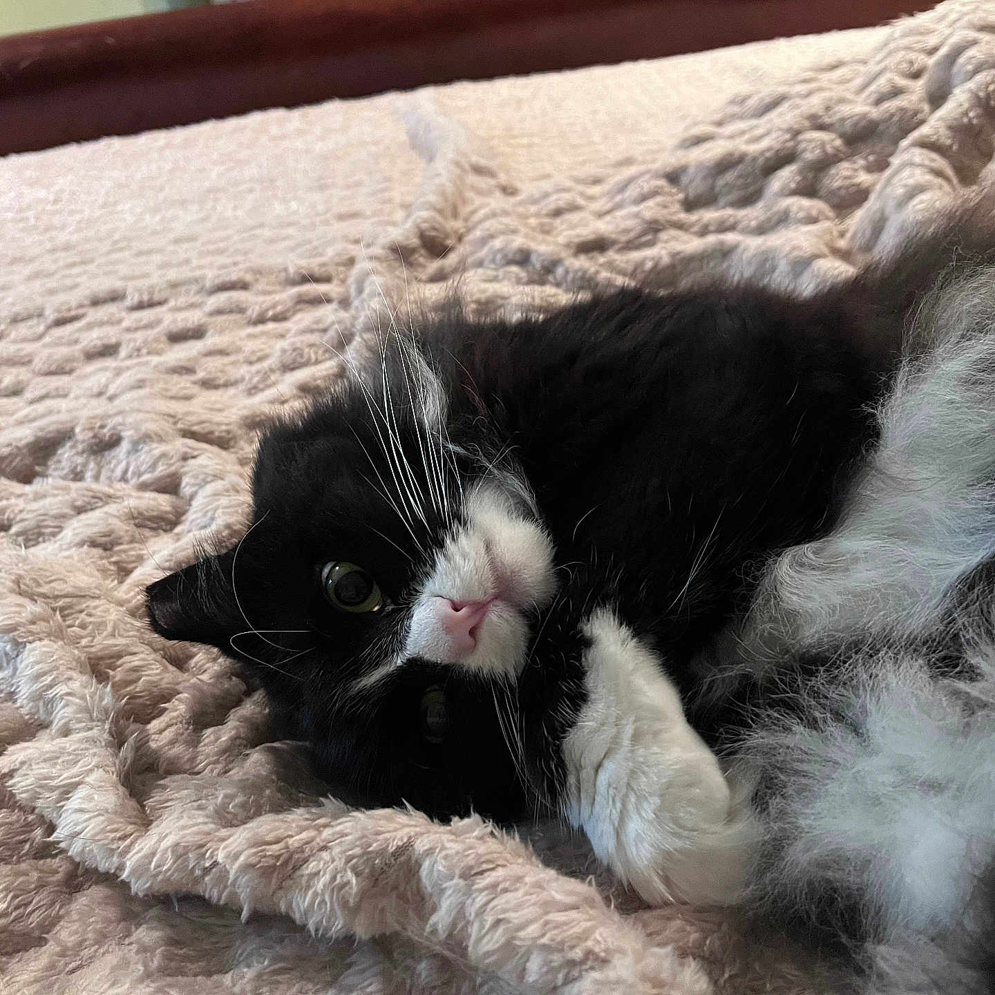 Angus is registered to the contest to win money with this photo: animal, bed, black_and_white, blanket, cat, closeup, comfortable, cozy, curious, cute, fluffy, fur, indoor, pet, pink_nose, relaxed, resting, sleepy, soft, whiskers