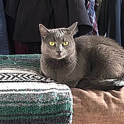 Pork Chop is registered to the contest to win money with this photo: cat, gray_cat, yellow_eyes, indoor, blanket, woven_blanket, brown_surface, furniture, coat, clothing, hanging_clothes, pet, animal, resting, fur, domestic_cat, portrait, cute, relaxed, home